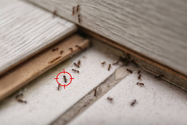 Best Affordable Pest Control Services  in Shoh, IL
