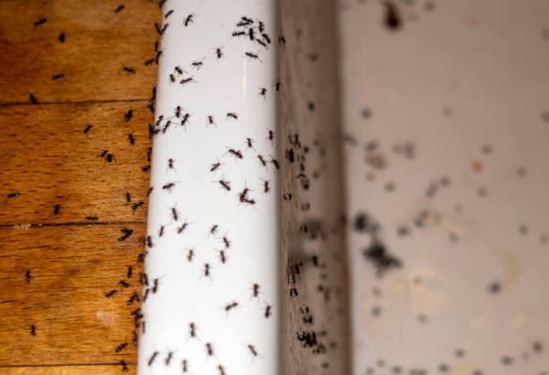 Best Best Pest Control Companies  in Shoh, IL