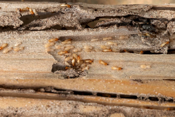 Best Exterminator Services  in Shoh, IL
