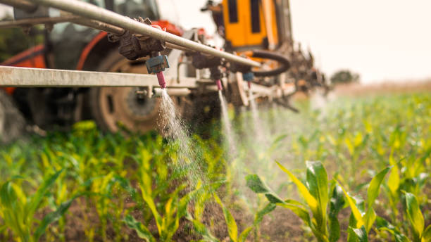 Wasp Removal Services in Shiloh, IL